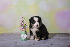 Miniature Australian Shepherd Welpe