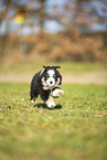 Miniature Australian Shepherd Welpe