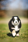 Miniature Australian Shepherd Welpe