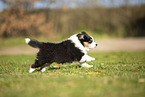 Miniature Australian Shepherd Welpe