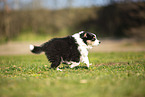 Miniature Australian Shepherd Welpe