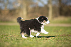 Miniature Australian Shepherd Welpe