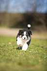 Miniature Australian Shepherd Welpe