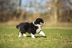 Miniature Australian Shepherd Welpe