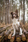 Miniature Australian Shepherd