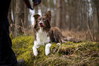 Miniature Australian Shepherd