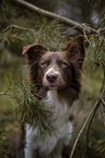 Miniature Australian Shepherd