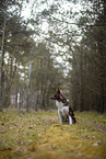 Miniature Australian Shepherd