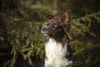 Miniature Australian Shepherd