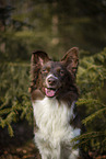 Miniature Australian Shepherd