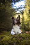 Miniature Australian Shepherd