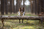 Miniature Australian Shepherd