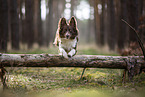 Miniature Australian Shepherd