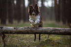 Miniature Australian Shepherd