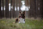 Miniature Australian Shepherd