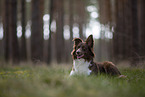 Miniature Australian Shepherd