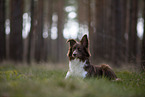 Miniature Australian Shepherd