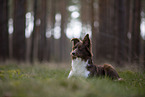 Miniature Australian Shepherd