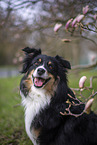 Miniature Australian Shepherd