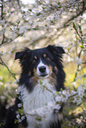 Miniature Australian Shepherd