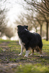 Miniature Australian Shepherd