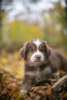 Miniature Australian Shepherd Welpe