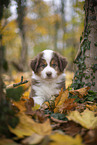 Miniature Australian Shepherd Welpe