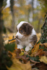 Miniature Australian Shepherd Welpe