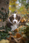 Miniature Australian Shepherd Welpe