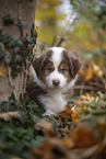 Miniature Australian Shepherd Welpe