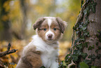 Miniature Australian Shepherd Welpe