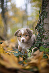 Miniature Australian Shepherd Welpe