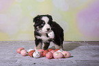 Miniature Australian Shepherd Welpe