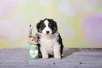 Miniature Australian Shepherd Welpe