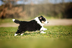 Miniature Australian Shepherd Welpe