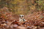 Miniature Australian Shepherd