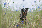 Miniature Australian Shepherd Hndin