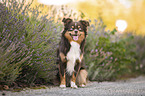 Miniature Australian Shepherd