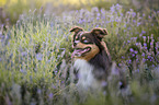 Miniature Australian Shepherd