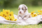 3 Wochen alter Miniature Australian Shepherd