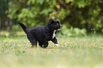 5 Wochen alter Miniature Australian Shepherd Welpe