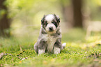 4 Wochen alter Miniature Australian Shepherd Welpe