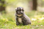 4 Wochen alter Miniature Australian Shepherd Welpe