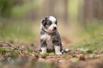 4 Wochen alter Miniature Australian Shepherd Welpe