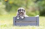 4 Wochen alter Miniature Australian Shepherd Welpe