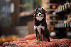 Miniature Australian Shepherd