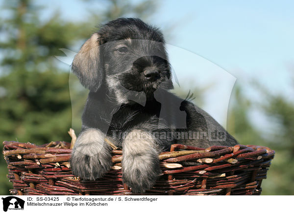 Mittelschnauzer Welpe im Krbchen / schnauzer puppy in basket / SS-03425