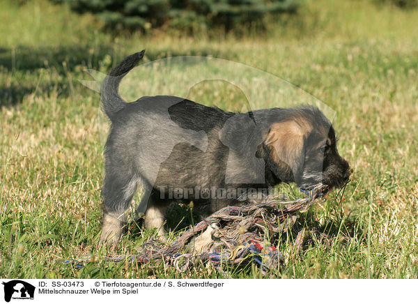 Mittelschnauzer Welpe im Spiel / schnauzer puppy plays / SS-03473