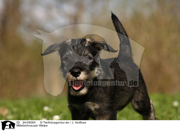 Mittelschnauzer Welpe / Schnauzer puppy / JH-09064