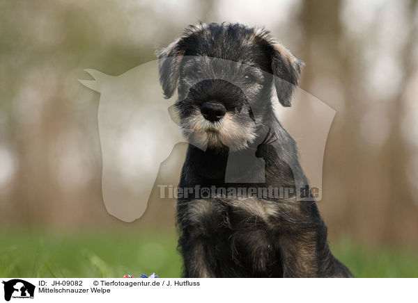 Mittelschnauzer Welpe / Schnauzer puppy / JH-09082
